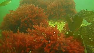 Karachis rich marine life Red Seaweed [upl. by Gussi999]