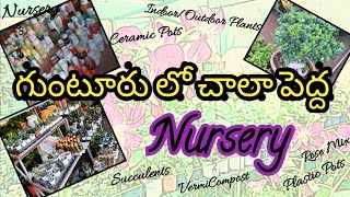 గుంటూరు లో చాలా పెద్ద Nursery  గుంటూరు ఇన్నర్ రింగ్ రోడ్ లో Nursery ని చూస్తారా  Guntur  Nursery [upl. by Clarence]