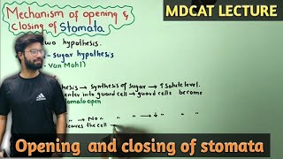 Mechanisms Of Opening and closing of stomata  NMDCAT 2021 [upl. by Adnaw281]