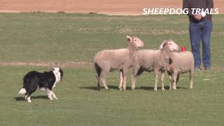 2019 Sheep Dog Trials  Royal Adelaide Show [upl. by Seow]