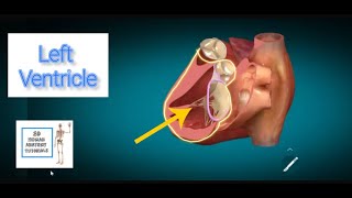 Left Ventricle Anatomy I Human Anatomy Tutorial [upl. by Akiv151]