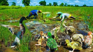 Amazing fishing A fisherman found a lot of fish at rice field amp meet many ducks eating fish Part 1 [upl. by Jody230]