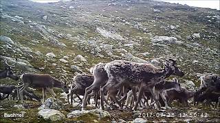 Villrein Hardangervidda trail cam III 2017ReindeerRentier [upl. by Tremayne]