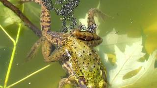 Frogs Fertilizing Eggs [upl. by Tully]