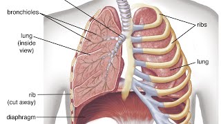 respiratory failure p2 [upl. by Hortensia267]