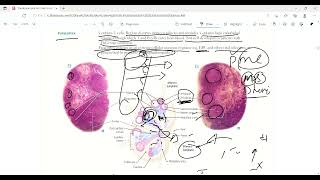 Review first half immunology  First Aid Lectures  Lec17 drjamillectures drjameellectures [upl. by Miner]