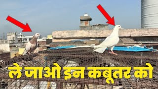 ले जाओ सस्ते कबूतर बिक्री के कबूतर  Pigeons For Sale  hind kabutar group 8937078064 [upl. by Ohploda]