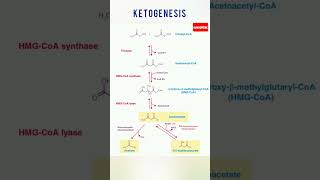 Ketogenesis  Synthasis of Ketone Bodies  Medi Queries 🎓 [upl. by Yecnuahc]