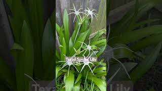 Hymenocallis liriosme 😍 smells so good nativeplants plantnative [upl. by Rodama]