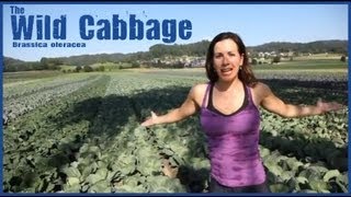 Wild Cabbage  Kale Kohlrobi Brussel Sprouts [upl. by Asteria729]