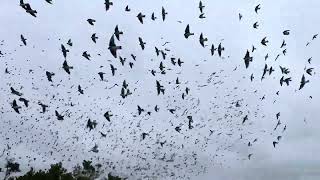 Swallows in Flight [upl. by Mackay]