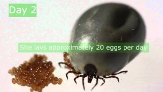 Ixodes ricinus reproduction [upl. by Kenwrick827]