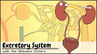 Excretory System and the Nephron [upl. by Desmond235]