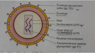 HIV Part 1മലയാളംMicrobiologyExplanation [upl. by Nosnibor]