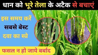 धान में भूरा तेला को कण्ट्रोल नहीं किया तो हो सकता है भारी नुकसान  BPH brownplanthopper [upl. by Elburt]