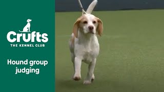 Hound Group Judging  Crufts 2022 [upl. by Pier]