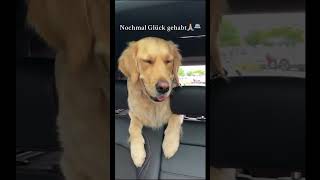 Wurdet ihr verfolgt 🚓🚴🏼‍♂️ shortsclip hund youtubeshorts goldenretriever police [upl. by Lithea]