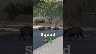 Javelina Herd Assemble javelina arizona wildlife [upl. by Carlynn]