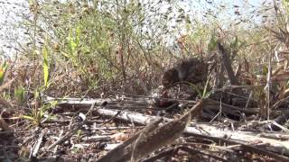 Filial cannibalism by female Chestnutbacked Sparrowlark Eremopterix leucotis [upl. by Medardas]