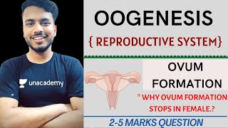 oogenesis  oogenesis physiology  oogenesis b pharmacy  oogenesis class 12 neet pharmacy sgsir [upl. by Meekar]