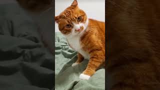 Myau myau 🐈cat funny cutecat catvideos viralvideo viralshort 😱🔥 [upl. by Farlay]