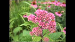 Eupatorium purpureum  Joe Pye Weed [upl. by Audry]