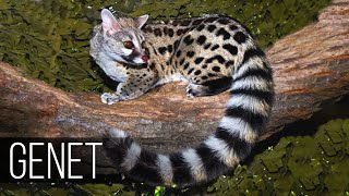 GENET is the flexibility and agility of the marten together with the habits and character of the Cat [upl. by Ehttam724]