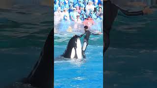 新技？ラビーのフィン回転超エレガント Shorts 鴨川シーワールド シャチ kamogawaseaworld orca killerwhale [upl. by Inaj823]