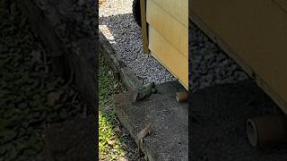 Green Ameiva Lizard 🦎 South Florida [upl. by Tneciv]