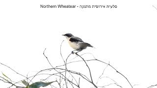 סלעית אירופית מתנקה  Northern Wheatear [upl. by Xerxes]