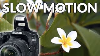 Canon 80D Review Slow Motion  Sample Video Footage Test 60fps [upl. by Petigny]