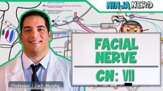 Neurology  Facial Nerve Cranial Nerve VII [upl. by Filler]