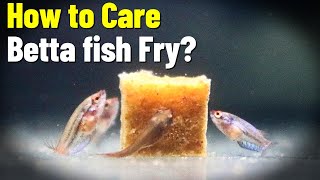 How To Care Betta Fish Fry Secrets Of Growth [upl. by Onairam]