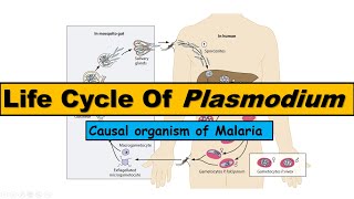 Life Cycle of Plasmodium  Malarial Parasite [upl. by Hurwit]