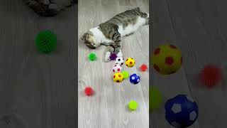 Cat barsik reverse video ASMR cat catvideos kitten billi [upl. by Adekram726]