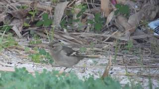 Common Chaffinch Fringuello Fringilla coelebs female [upl. by Ahsocin]