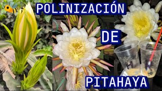 cómo POLINIZAR la flor de PITAHAYA 🏜️🐉aprenda las técnicas para producir frutas de calidad [upl. by Faria]