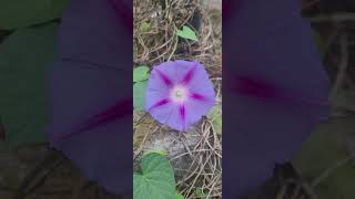 Hybrid morning glories [upl. by Nilok]