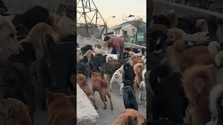 Helping starving dogs feedinganimal [upl. by Fennessy129]