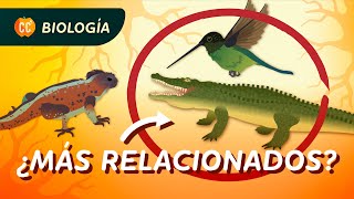 ¿Qué es la Filogenia Crash Course Biología 17 [upl. by Neona679]