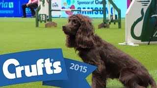 Agility  Crufts Team  Medium Final  Crufts 2015 [upl. by Chin381]