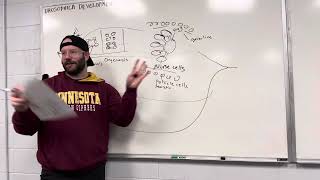 Methods In Synthetic Biology 2024 017 Drosophila Development [upl. by Simaj413]