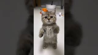 bangladesh cat bengalworld funnyanimal catlover funnycat cute bengallovers funnypet [upl. by Suixela]