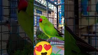 Green Parrot🦜chikuparrot cute talkingparrot shortsvideo [upl. by Delaine691]