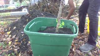 HOW TO PLANT FRUIT TREES IN CONTAINERS  Peach Plum Cherry Nectarine  STARKS Thanks LeadFarmer73 [upl. by Ritter719]