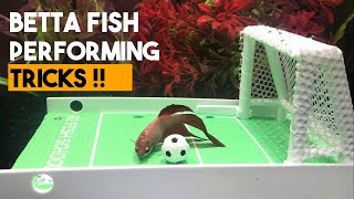 Betta Fish Training for Cool Tricks [upl. by Junius]