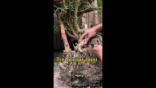 bonsaitreecaycanhbonsaiduchuyshortLàm tre bonsai mini theanh28 quycaynhat hatkichre loduong [upl. by Janerich]