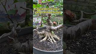 Bahan bonsai waru lokal yang masih berproses tanaman bonsaibonsai [upl. by Madid]