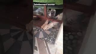 guntur boomerhttpsyoutubecomshortswIGPeVxmMUsi6dft3bSAchgPUa saint bernard dog videos [upl. by Nirek]