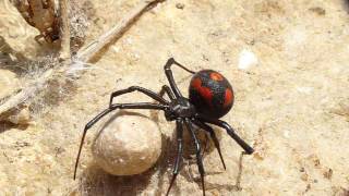 Latrodectus tredecimguttatus malmignatta difende lovisacco agitando la zampa [upl. by Ledif]